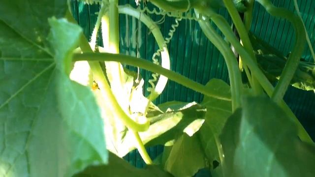 ВЫРАЩИВАНИЕ в МЕШКАХ ЛУКА, ЩАВЕЛЯ, ТОМАТОВ. УРОЖАЙ. ГАЛОПОМ по ОГОРОДУ. 4 августа. ГАЛОП 18. смотреть онлайн