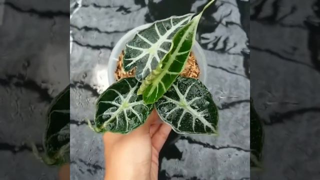 Review Alocasia Parasol (mandalay)