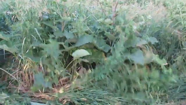 Полный привод! Т-40А - сенокос! смотреть онлайн