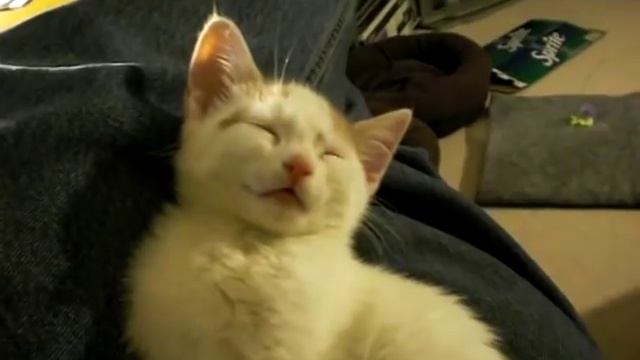 Cute sleepy kitten смотреть онлайн