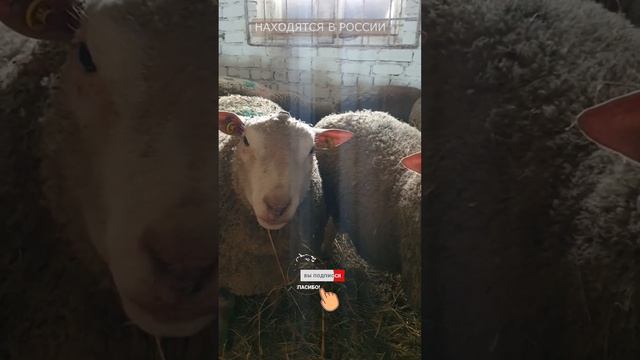 Овцы и бараны ШАРОЛЕ смотреть онлайн