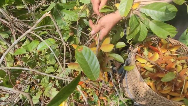 Harvesting forest fruits, fireballs bring them go to the market sell | Hoàng Thị Mẩy смотреть онлайн
