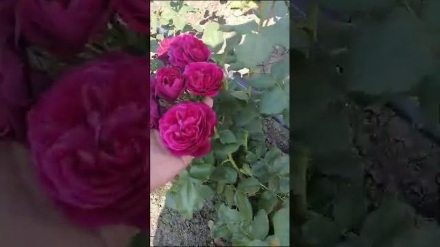 Роза темная фиолетовая пионная с запахом смотреть онлайн