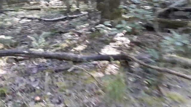 Обалдеть сколько подосиновиков нашел!!! 24.08.2019 смотреть онлайн