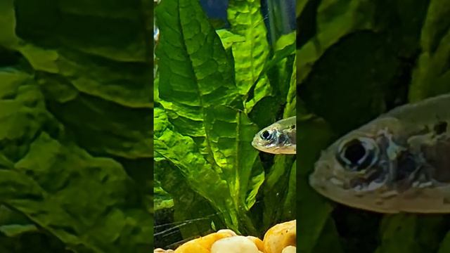 Extra Close X-ray #aquarium #fish #aquariumfish #nature #fishtank #aquascape #freshwater смотреть онлайн