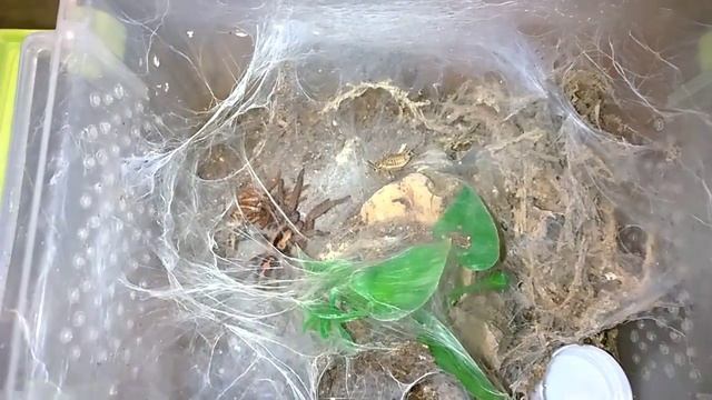 Hapalopus sp. Colombia large 