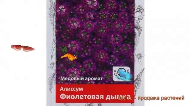 Алиссум обыкновенная Фиолетовая дымка ? обзор: как сажать, семена алиссума Фиолетовая дымка смотреть онлайн