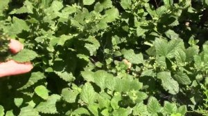 МЕЛИССА.  ВРЕМЯ СБОРА И СУШКИ.