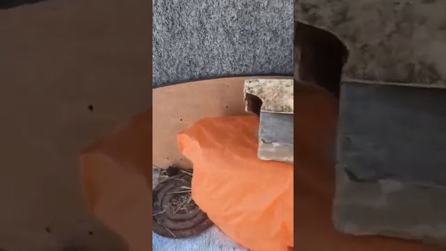 14.12.22 мама на даче 😅#украина #зима #днепр смотреть онлайн