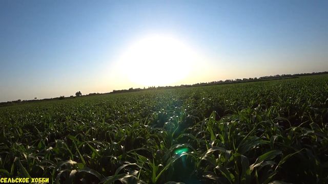 Инсектицидная обработка Сорго от вредителей/Опрыскивание сорго от Тли и Совки/Уход за Сорго. смотреть онлайн