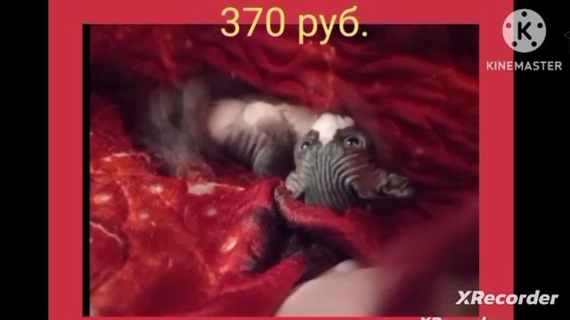 Продаётся сфинкс.+375 29 144-19-52 смотреть онлайн