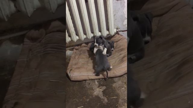 ЩЕНКИ СТАФФА!!! Породистые собаки смотреть онлайн