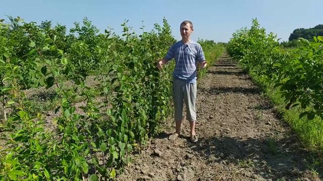 Открытие прайса на саженцы. Некоторые нюансы. смотреть онлайн