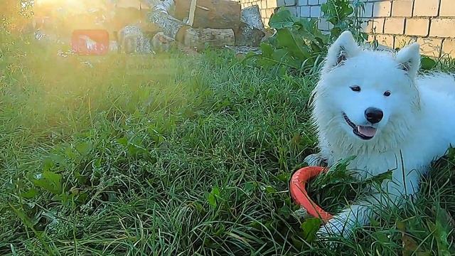 Gabby Gab играем с самоедом | догонялки - любимая игра