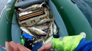 Лов трески на Баренцевом море. Весна