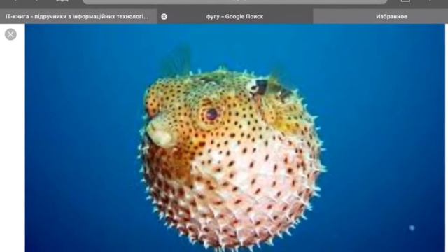 Топ 5 самых опасных животных в мире. смотреть онлайн