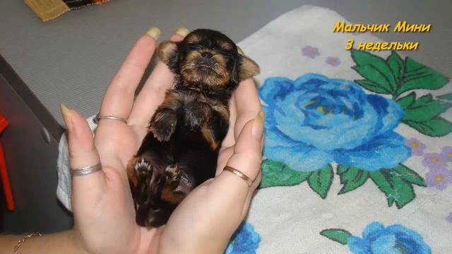 Йоркширский Терьер Мини. Супер Мини-йорк. От рождения до 2х месяцев. смотреть онлайн