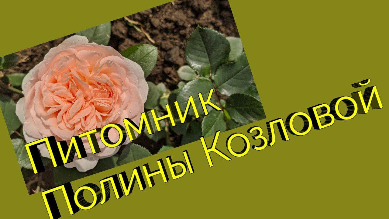 Розы из питомника Полины Козловой.Посадка осень 2019г. смотреть онлайн