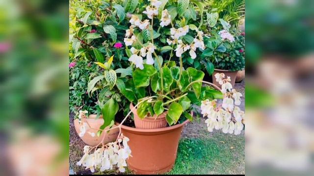Begonia Varieties Blooming смотреть онлайн