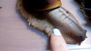 Отличие Ахатин от Архахатин и Ахатин Ахатин(тигров).