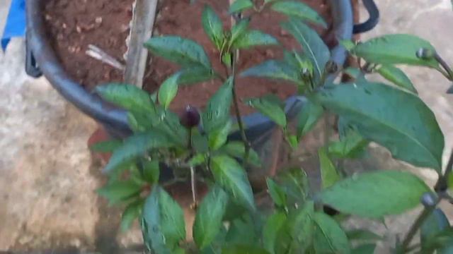 Black Chilli Plant In My Terrace Garden | Tanu's Gardening смотреть онлайн