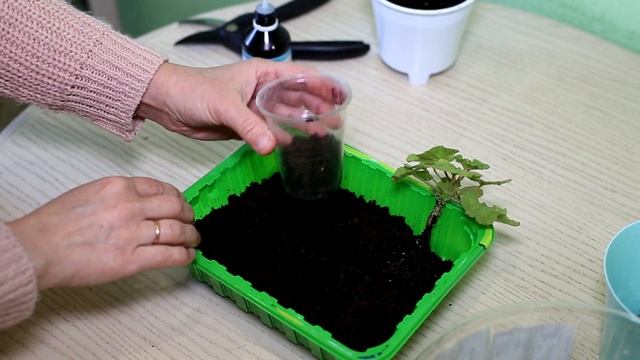 Спасаю пеларгонию! Что делать если залили пеларгонию? смотреть онлайн