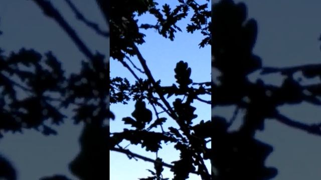 отгадай птичку 😋 и где живёт 👍 смотреть онлайн