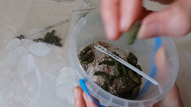 Ризомы ахименесов весной смотреть онлайн