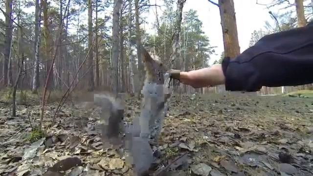 1, спокойная белка в лесу ест с рук смотреть онлайн