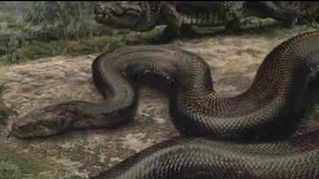 Титанобоа.Факты о которых ты не знал.Жива ли эта гигантская рептилия?Титанобоа страх всех существ. смотреть онлайн