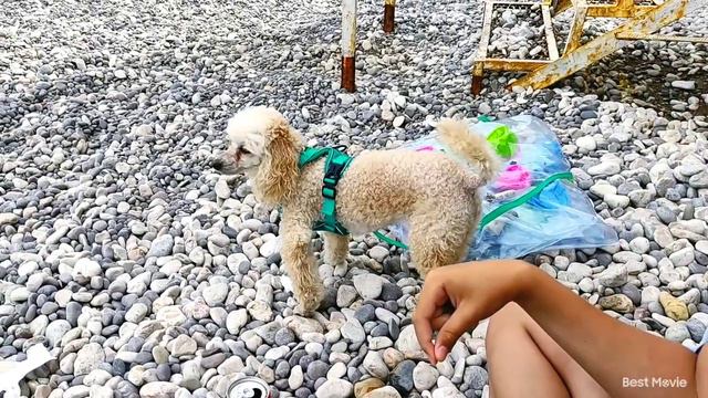 Крым 2023🌴Симеиз🌞живем у моря🌊голодные гости🐱купили гриб и свистульку😂 смотреть онлайн