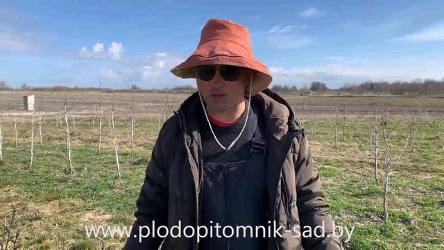 09 - ПРАВИЛЬНАЯ обрезка ВИШНИ и ЧЕРЕШНИ весной после посадки и до 3 лет. Как обрезать косточковые и смотреть онлайн