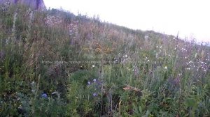 хакасия озеро большое ловля окуня на отводной поводок