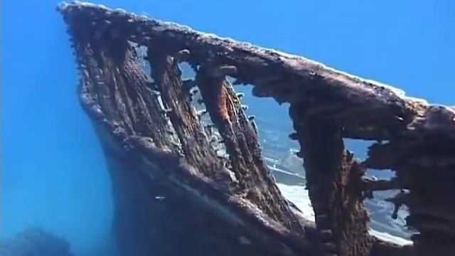 Подводные сады Красного моря смотреть онлайн