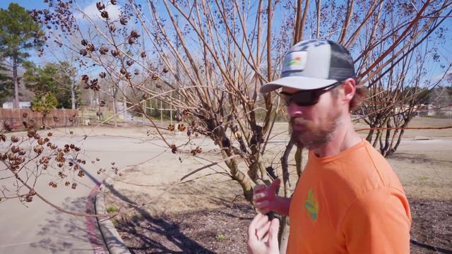 How To Trim A Crepe Myrtle