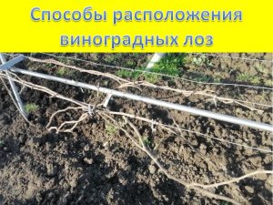 Несколько способов расположения виноградных рукавов на шпалере