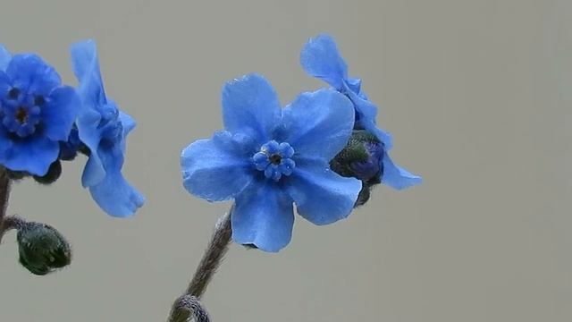 Flowers Close Up ~ Chinese Forget-Me-Not (Cynoglossum amabile) смотреть онлайн