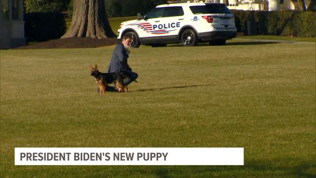 Check out the Bidens' new puppy patrolling the White House смотреть онлайн