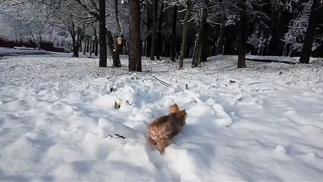 Йорк. Весна. смотреть онлайн