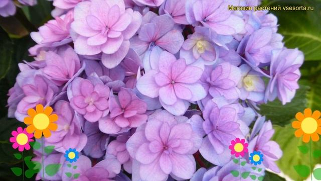 Гортензия крупнолистная Ю энд Ми Тугезер. Краткий обзор hydrangea macrophylla You & Me Together смотреть онлайн