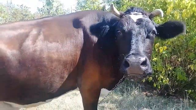 Молдавская корова пасется на лугу смотреть онлайн