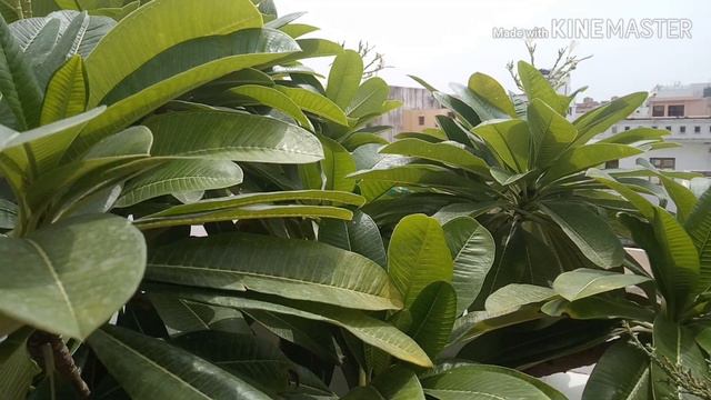 Top 14 rainy season flowering plants in my terrace garden | Mandevilla , Moss Rose, Rain Lily смотреть онлайн