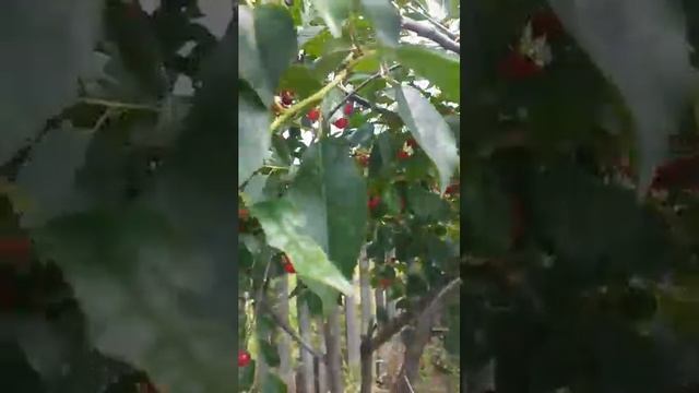 Что делать с королевской вишней? смотреть онлайн