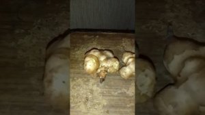 Топинамбур. Какой сажать и как чистить. Какие клубни выбирать для посадки.