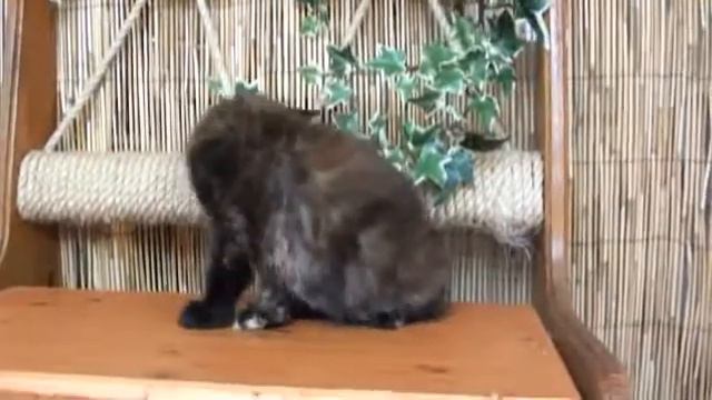 Красный дар Чили. смотреть онлайн