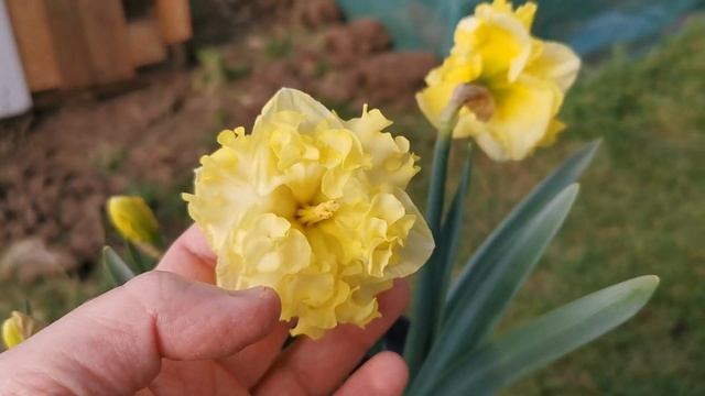 Narcissus Sunny Side Up / Moonlight Serenade, a very frilly daffodil... and a very strange flower смотреть онлайн