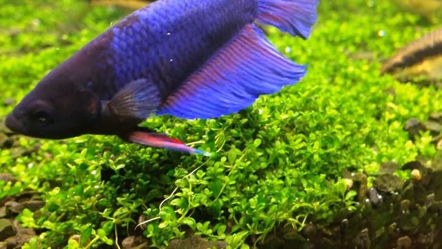 Хемиантус Куба Hemianthus callitrichoides "Cuba" смотреть онлайн