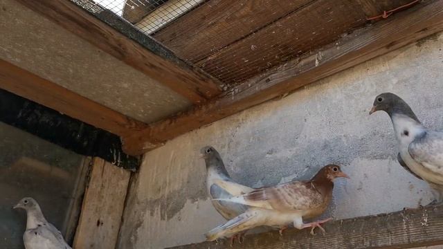 #БОЙНЫЕГОЛУБИ. Новые бакинские бойные голубята для гона 04.07.2021г смотреть онлайн