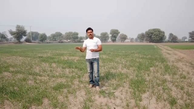 Irrigation Scheduling in Wheat Crop | When to irrigate Wheat Field | Water application in Wheat Cro смотреть онлайн