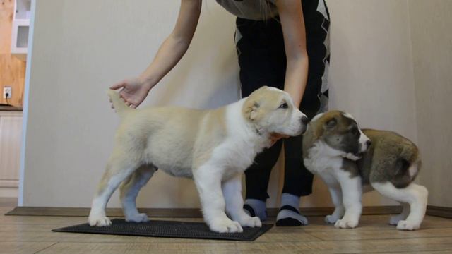 ОЕССЕНН СТИЛЬ Викинг 55 дней. Зарезервирован смотреть онлайн